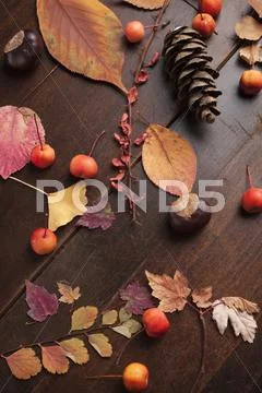 An autumnal arrangement of pine cones, leaves and berries Stock-Fotos
