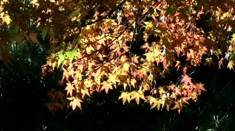 Autumnal atmosphere Stock Footage 677534