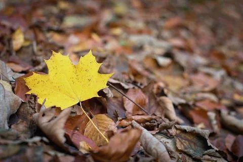 Autumnal background - fallen maple leaf. Stock Photos