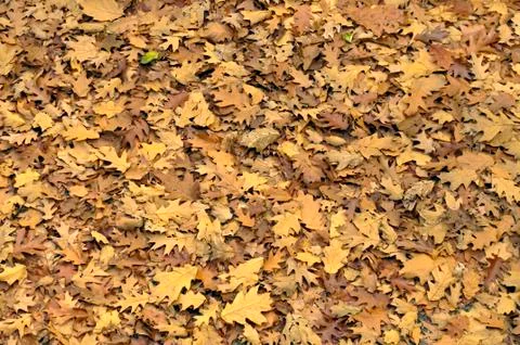 Autumnal background Stock Photos
