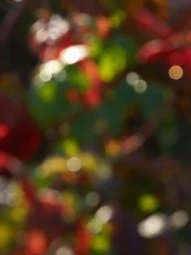Autumnal background Stock Photos