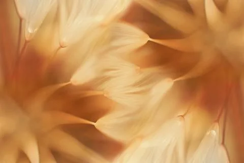 Autumnal background. Soft abstract gradient background, faded plant. Stock Photos