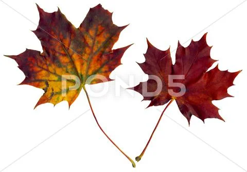 Autumnal beauty Stock Photos