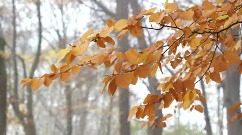 Autumnal Beech Branch Stock Footage