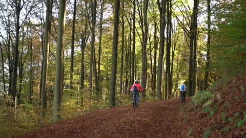 Autumnal beech deciduous forest with sunshine. 2 female cyclists ride through Stock Footage 293014744