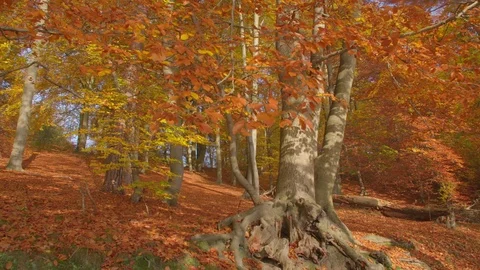 Autumnal Beech Forest. Stock-Footage 76704855