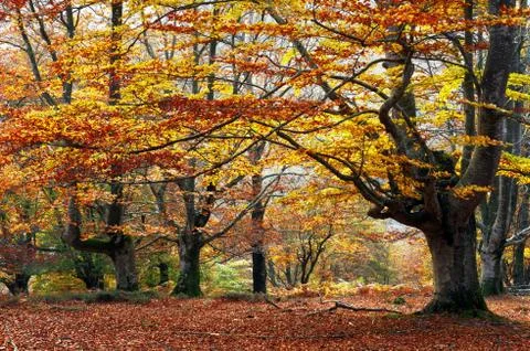 Autumnal beech forest Stock Photos