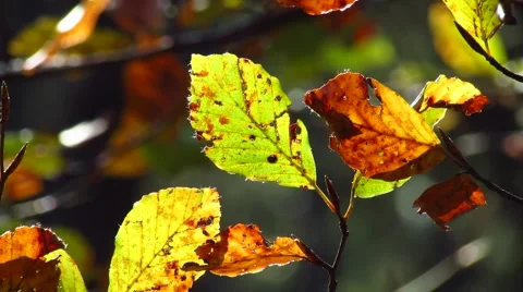 Autumnal beech leaves Stock Footage 45535093