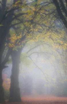 Autumnal Beech Trees Stock Photos