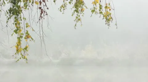Autumnal Birch Branches Stock Footage 10916834
