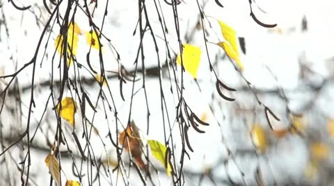 Autumnal Birch Branches Stock Footage