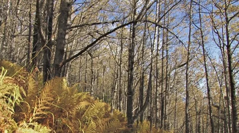 Autumnal Birch Forest - diagonal pan Stock Footage