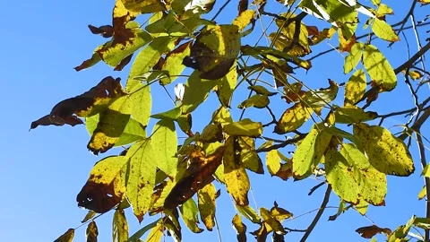 Autumnal branches of walnut tree Stock Footage 221720992
