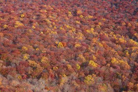 Autumnal Canopies Stock Photos