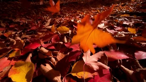 Autumnal Cascade Dynamic Backdrop of Falling Leaves and Vibrant Colors in N.. Stock Footage 321948100