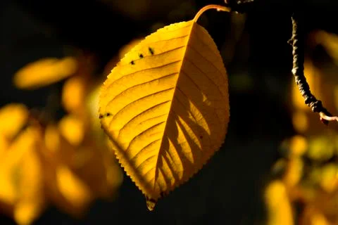 Autumnal colored beech leaf in backlit Stock Photos