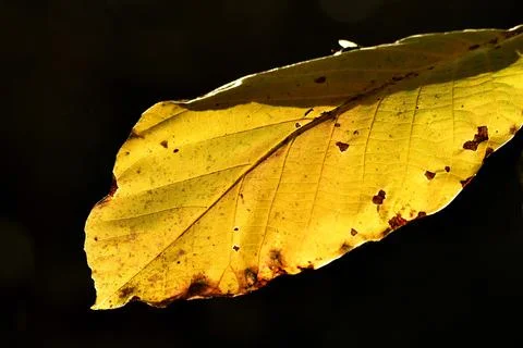 Autumnal colored beech leaf on a tree in backlit Stock Photos