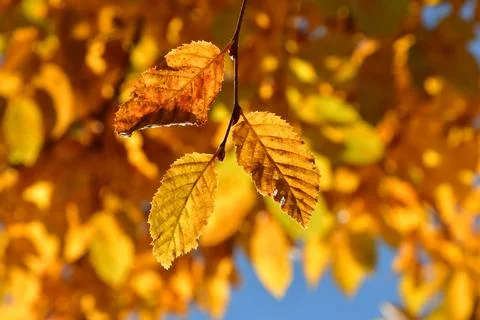 Autumnal colored beech tree in backlit on a blue sky Stock Photos