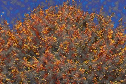 Autumnal colored beech tree in backlit on a blue sky Stock Photos