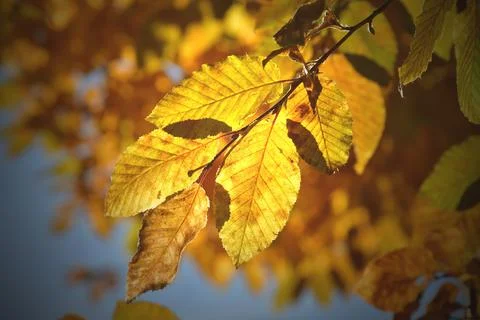 Autumnal colored beech tree in backlit on a blue sky Stock Photos