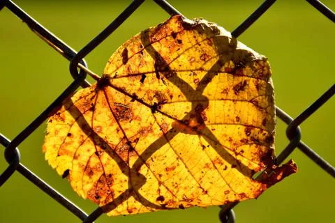 Autumnal colored lime tree leaf in a fence in backlit Stock Photos