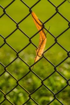 Autumnal colored lime tree leaf on a fence Stock Photos