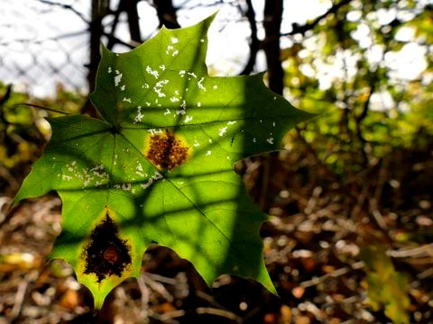 Autumnal colored maple leaf in backlit Stock Photos