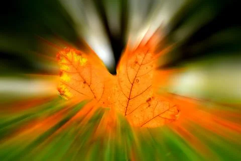 Autumnal colored maple leaf in backlit, blurred with center in focus Stock Photos