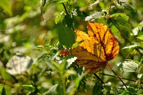 Autumnal colored maple leaf, between stinging nettles Stock Photos