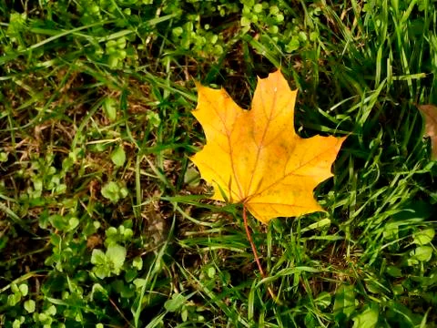 Autumnal colored maple leaf on grass Stock Photos