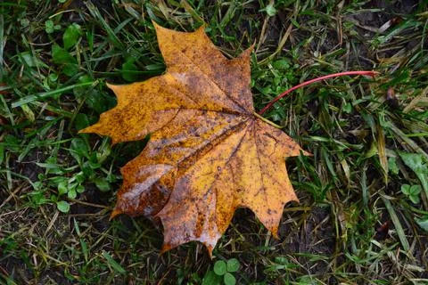 Autumnal colored maple leaf on grass Stock Photos