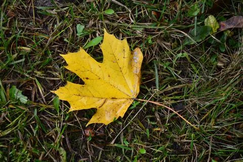 Autumnal colored maple leaf on grass Foto stock