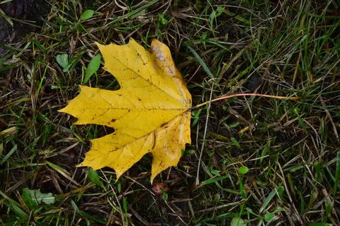 Autumnal colored maple leaf on grass Stock Photos