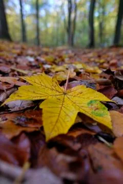 Autumnal colored maple leaf 库存照片