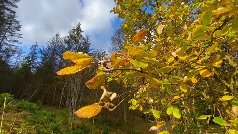 Autumnal coloured trees blowing in wind Stock Footage 118935731