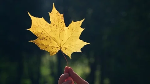 Autumnal concept. Video stock 336542085