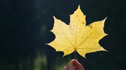 Autumnal concept. Stock Footage 337237982