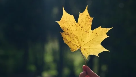 Autumnal concept. Stockbeeldmateriaal 339661694