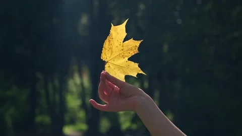 Autumnal concept. 스톡 동영상 340504660