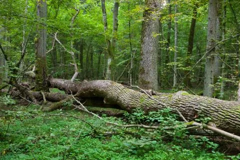 Autumnal deciduous stand with dead tree Stock Photos