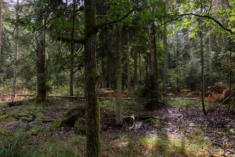 Autumnal deciduous tree stand with moss and broken trees in background, Bialo Foto stock