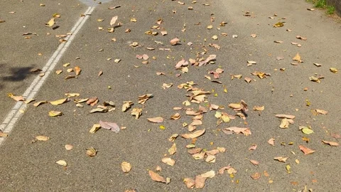 Autumnal dried brown leafs from tree on pavement blowing in strong wind Stock Footage 345415410
