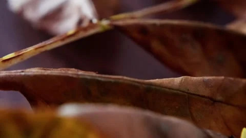 Autumnal Dried Leaf Highlighting Intricate Vein Structures And Wrinkled Surface Stock Footage 323628895