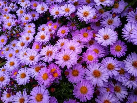 Autumnal Evening Blooms Stock Photos