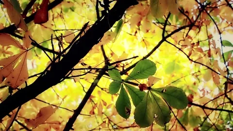 Autumnal Foilage Stock Footage 72415161