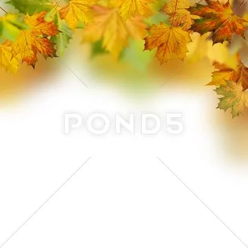 Autumnal foliage against white backgrounds Stock Illustration