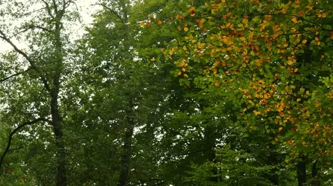 Autumnal foliage Stock Footage 56721895