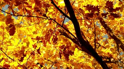 Autumnal Foliage: Low-Angle View of Vibrant Yellow and Red Leaves Stock-Footage 308635381