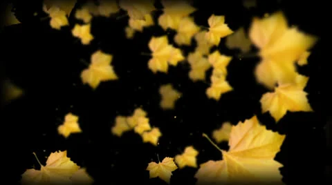 Autumnal Video stock 23458237