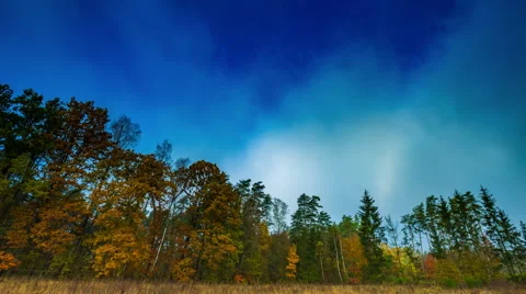 Autumnal forest and moving clouds on blue sky Stock Footage 68929411
